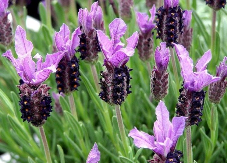 Lavandula stoechas