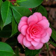 camelia