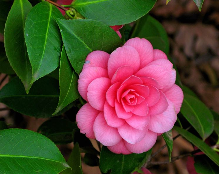 camelia