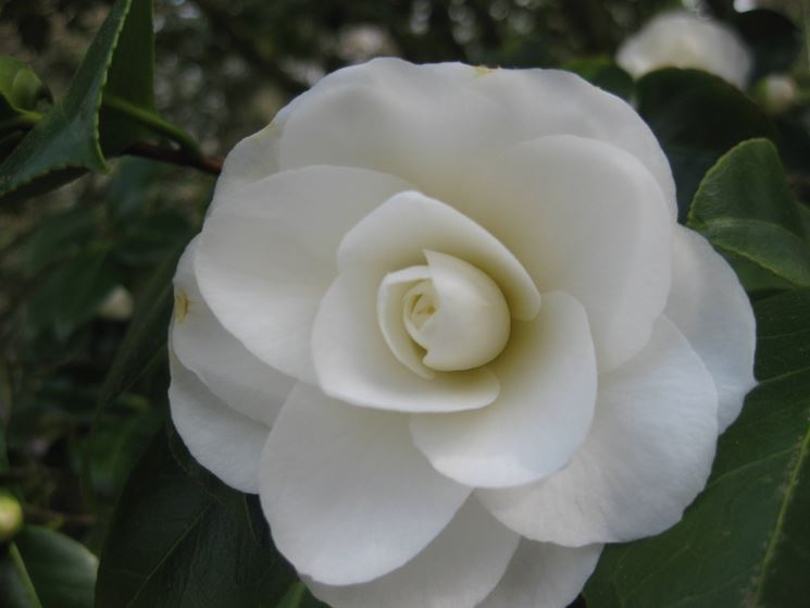 camelia bianca