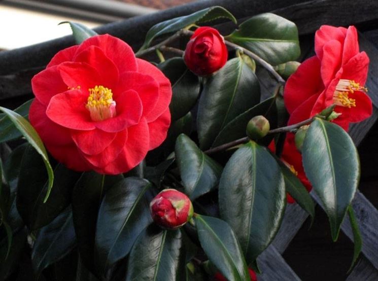 foglie camelia