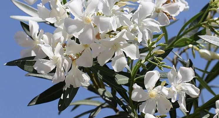 Particolare del fiore di Oleandro