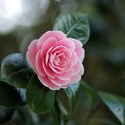 fiore di camelia