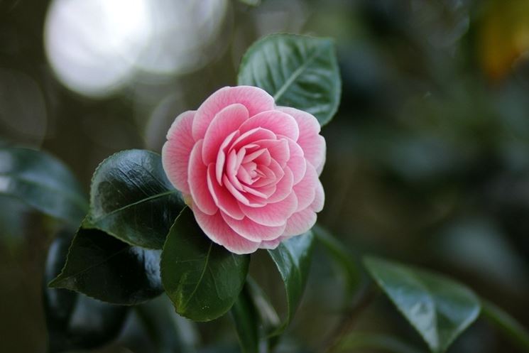 fiore di camelia