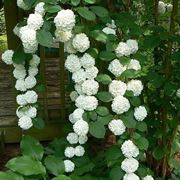 ortensie bianche 