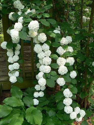 ortensie bianche 