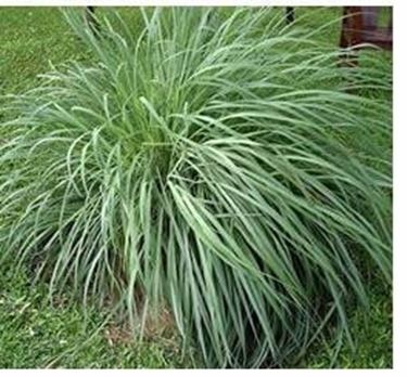 citronella 