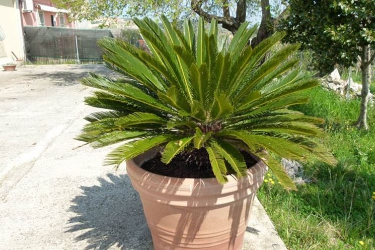 Cycas in vaso