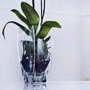 vaso orchidee Cristal Svres