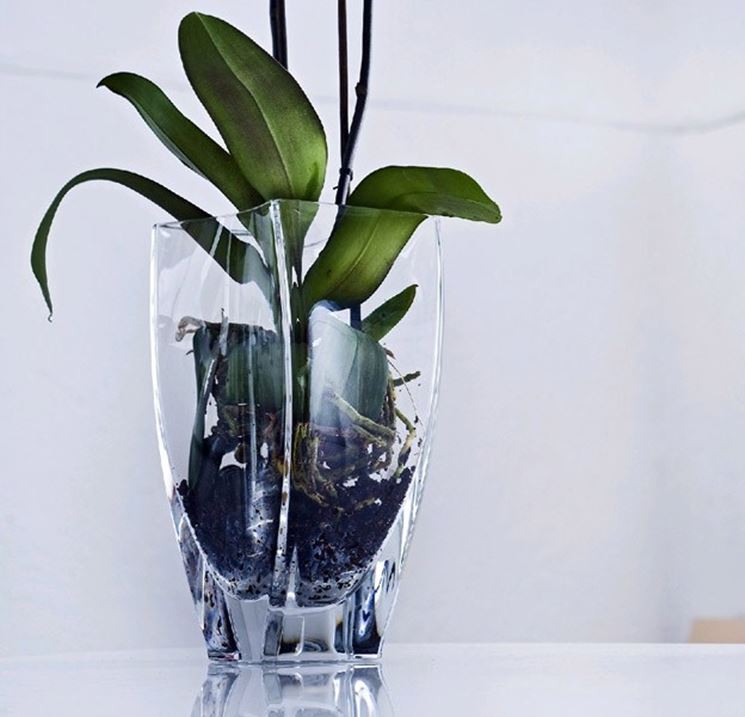 vaso orchidee Cristal Svres